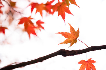 Beautiful autumn maple leaves in nature, fall foliage