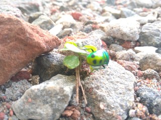 Green insect
