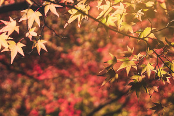 Beautiful autumn maple leaves in nature, fall foliage