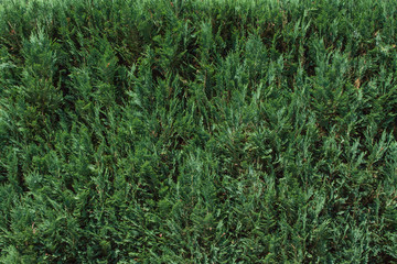  Chamaecyparis Lawsoniana background from branches