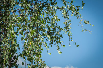 white birch, Betula pendula and blue sky