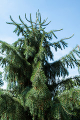 Brever Spruce, Picea breweriana, branches detail