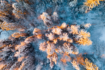 Christmas forest aerial drone view