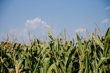 A big green field of corn and summer blue sky.