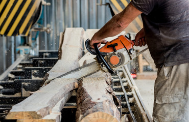 Woodcutter cutting tree with chainsaw on sawmill. Modern sawmill. Industry sawing boards from logs.