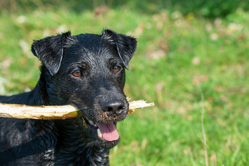 wet hunting Terrier playing with a stick in the water