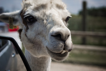 Obraz premium Close-up of a Llama 