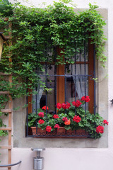 Fototapeta na wymiar Window with flower-box in Rothenburg ob der Tauber, Middle Franconia, Bavaria, Germany