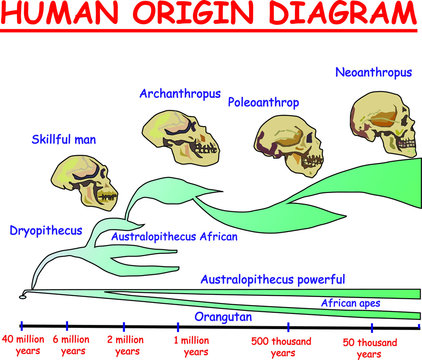 Evolution of the skull. Human origin diagram. Neoanthropus. Poleoanthrop. Orangutan. African apes Australopithecus powerful. Archanthropus. Skillful man. Dryopithecus.