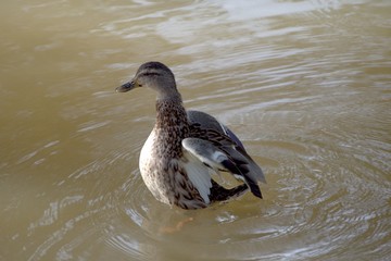 Duck Stretching