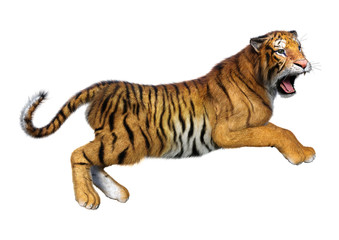 3D Rendering Big Cat Tiger on White