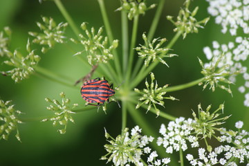 Streifenwanze auf Blume