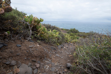 Weg durch Kakteen auf Teneriffa