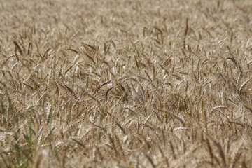 Weizenfeld