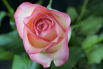 Close up view of a beautiful rose. Macro image of beautiful rose on dark background