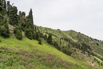 Steep and stony mountains in Kazakhstan, covered with green grass, sand and small stones. In the mountains grow spruce.