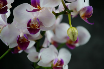 macro view of a beautiful white orchid on dark background. phalaenopsis orchid