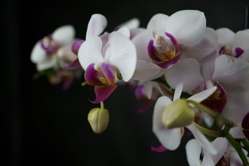 Fototapeta na wymiar macro view of a beautiful white orchid on dark background. phalaenopsis orchid