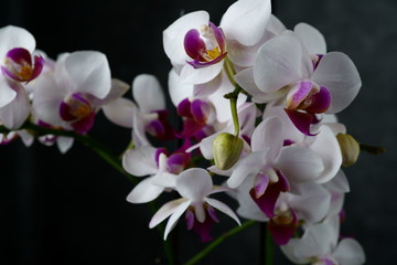 Naklejka na ściany i meble macro view of a beautiful white orchid on dark background. phalaenopsis orchid