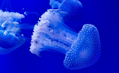 Medusa de puntos blancos en el Acuario de Sevilla