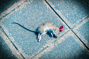 Ratte Tod mit Blut Fleck