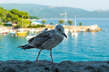 A large bird is looking for food in the background of a sea landscape. Close-up. Krk, island of Krk, Croatia.