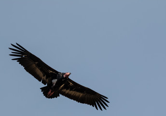 Red Headed Vulture flying in sly