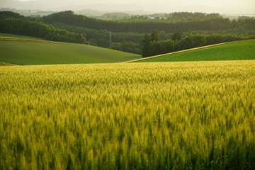 北海道　美瑛