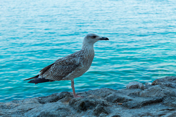 Big bird on a background of the sea landscape. Turquoise water. Close-up. Blurred background. Krk, island of Krk, Croatia.