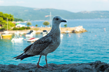 Big bird on a background of the sea landscape.  Close-up. Blurred background. Krk, island of Krk, Croatia.
