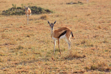 Impala in the Masai Mara National Park, Kenya