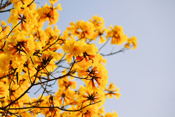 Blossom Dwarf Golden Trumpe flowers with blue sky. Tabebuia chrysotricha flowers