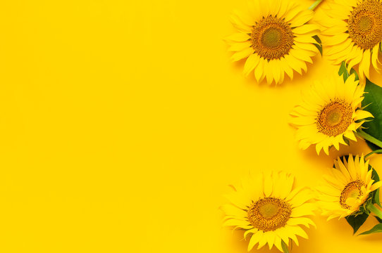 Beautiful fresh sunflowers with leaves on stalk on bright yellow background.  Flat lay, top view, copy space. Autumn or summer Concept, harvest time,  agriculture. Sunflower natural background Photos | Adobe Stock