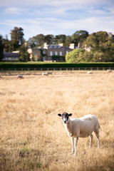 sheep in a field