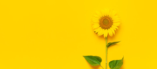 Beautiful fresh sunflower with leaves on stalk on bright yellow background. Flat lay, top view, copy space. Autumn or summer concept, harvest time, agriculture. Sunflower natural background