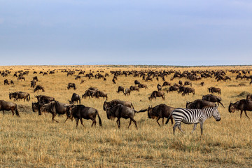 Fototapeta na wymiar Impalas and zebra in the Masai Mara National Park