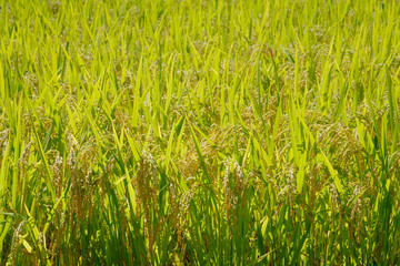 Rice fields in the harvest season