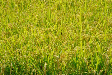 Rice fields in the harvest season