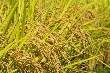Ears of rice in the harvest season