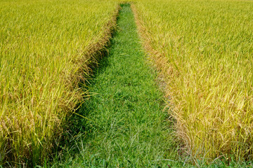 Rice fields in the harvest season