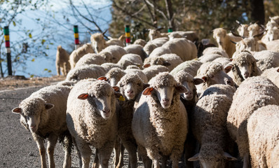 Himalayan Sheep at Chopta Valley