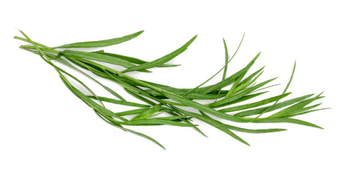 Branch of tarragon isolated on white background