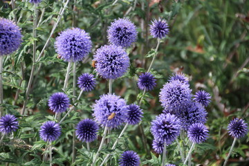 Blue Blooms, U of A Botanic Gardens, Devon, Alberta
