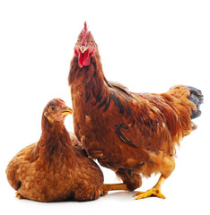 Fototapeta premium Two brown chickens.