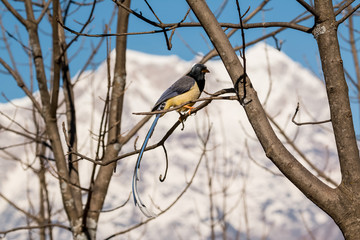 Red Billed blue magpie sitting on tree