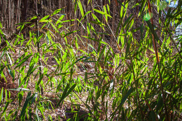Fargesia bamboo in the Japanese garden by the creek