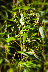 bamboo Phylostachys bissetii japanese garden by the creek