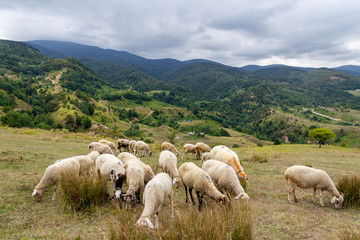 Sheep grazing. Sheeps in the meadow and on the mountain