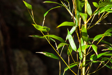 bamboo Phylostachys bissetii japanese garden by the creek