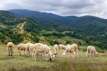 Fototapeta na wymiar Sheep grazing. Sheeps in the meadow and on the mountain